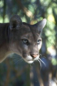 Florida Panther Florida Panther