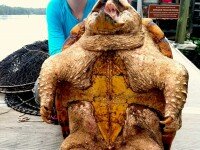 Anna Turtle Anna Turtle