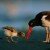 Profile picture of America's Wildlife